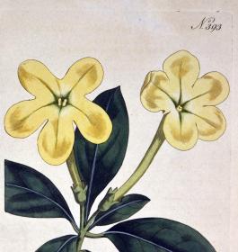 稀有1797年英国铜版画柯蒂斯植物393号-番茉莉