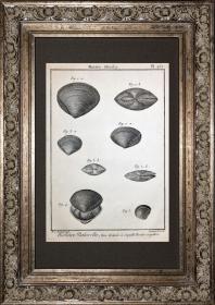 18世纪法国珍稀铜版画经典-博物画大师H.J. REDOUTE作品贝壳图鉴第257号mactra