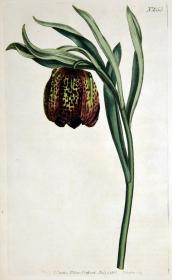 稀有1805年英国铜版画--柯蒂斯植物853号-阔叶贝母