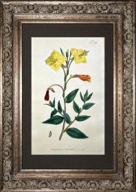 稀有1797年英国铜版画柯蒂斯植物388号-Oenothera Anomala
