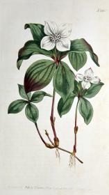 稀有1805年英国精美铜版画--柯蒂斯植物880号-加拿大草茱萸