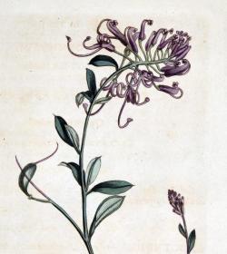 稀有1805年英国精美铜版画--柯蒂斯植物862号-Embothrium Sericeum