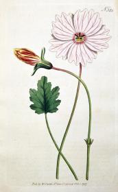 稀有1797年英国铜版画柯蒂斯植物385号-梅花草毛茛