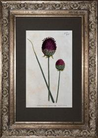 稀有1794年英国铜版画柯蒂斯植物251号-Allium Descendens