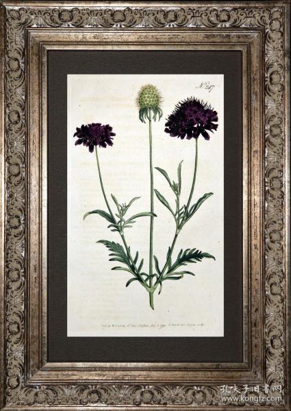 稀有1793年英国铜版画--柯蒂斯植物247号-紫盆花