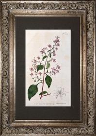 稀有1794年英国铜版画柯蒂斯植物254号- 墨西哥舞凤花