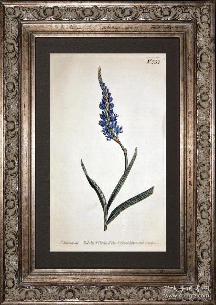 稀有1802年英国铜版画柯蒂斯植物553号-watsonia ，带年代水印