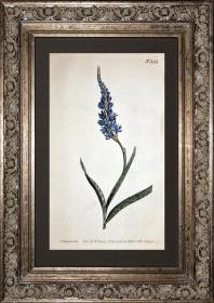 稀有1802年英国铜版画柯蒂斯植物553号-watsonia ，带年代水印