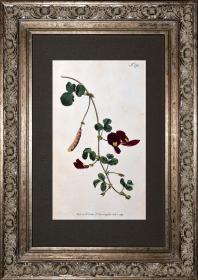 稀有1794年英国铜版画柯蒂斯植物270号-Scarlet Glycine