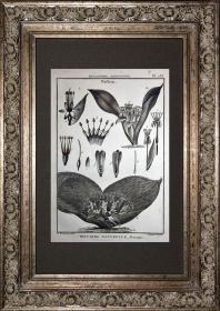 18世纪启蒙运动时代丰碑-珍稀P版百科全书植物学第233号魔镜属-法国黑白铜版画经典