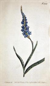 稀有1802年英国铜版画柯蒂斯植物553号-watsonia ，带年代水印