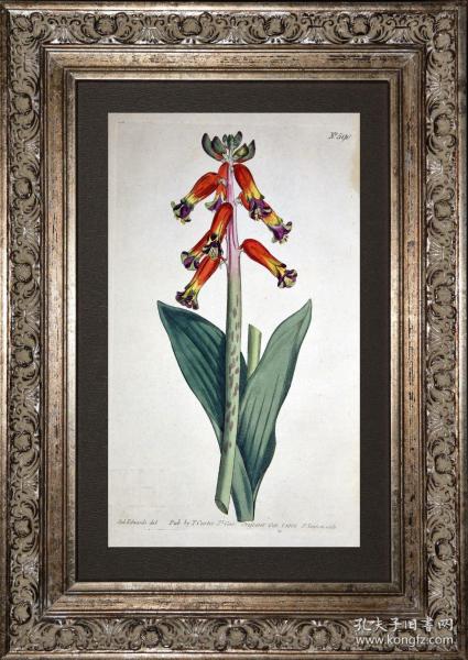 稀有1802年英国铜版画柯蒂斯植物590号-长筒非洲莲香，带水印