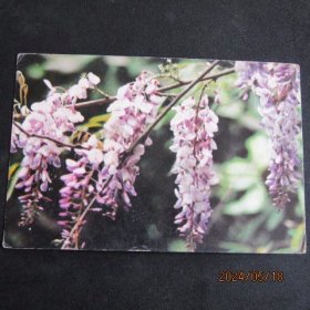 80年代安徽黄山市邮电局版 紫藤 明信片