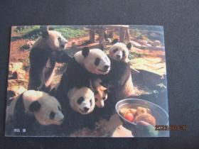 2008年广州电视台 羊城晚报《四川大熊猫》明信片