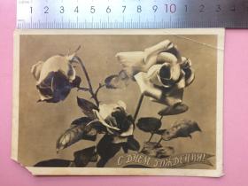 照片，花朵，明信片格式，1954年，泛银，赵？？赠