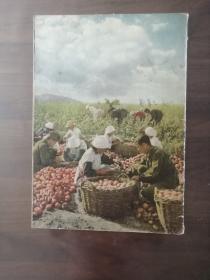 《清华画报》第2期、停刊号，(第2期出版后改为：清华画刊) 8开、37x25.5cm、1959年9月