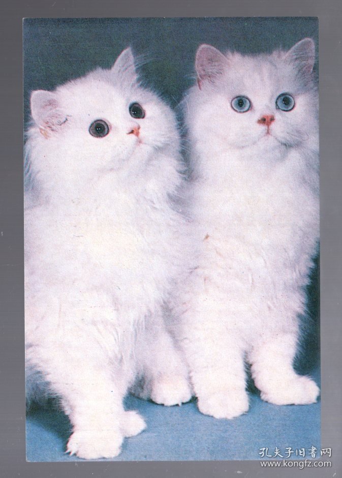 明信片 一枚；双 猫  15x10cm。1