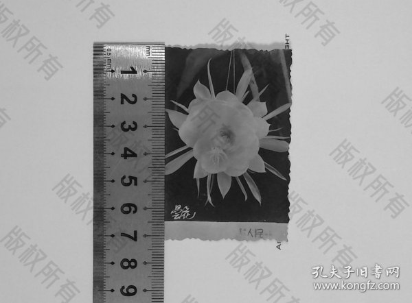 zp031,少见花朵微距照，题名昙花，有意境