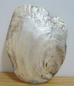 大珍珠贝（玄关首饰收纳）