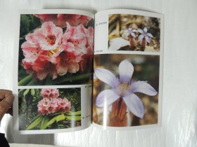 艺用写真百图丛书：野花谱（5）