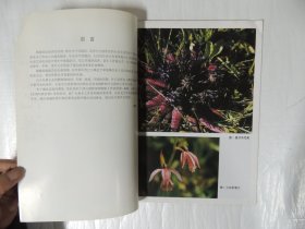 艺用写真百图丛书：野花谱（5）