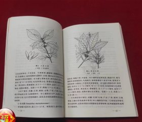 桂花   中国名花丛书（一版一印）（印量5000册）