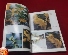 桂花   中国名花丛书（一版一印）（印量5000册）