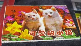 可爱的小猫 明信片 10张