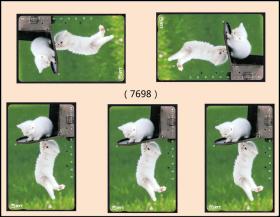 日本电话卡《宠物---两只小猫》五枚合计价（品种一样）：软塑料薄卡（7698）