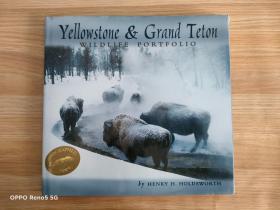 YELLOWSTONE&GRAND TETON WILDLIFE PORTFOLIO