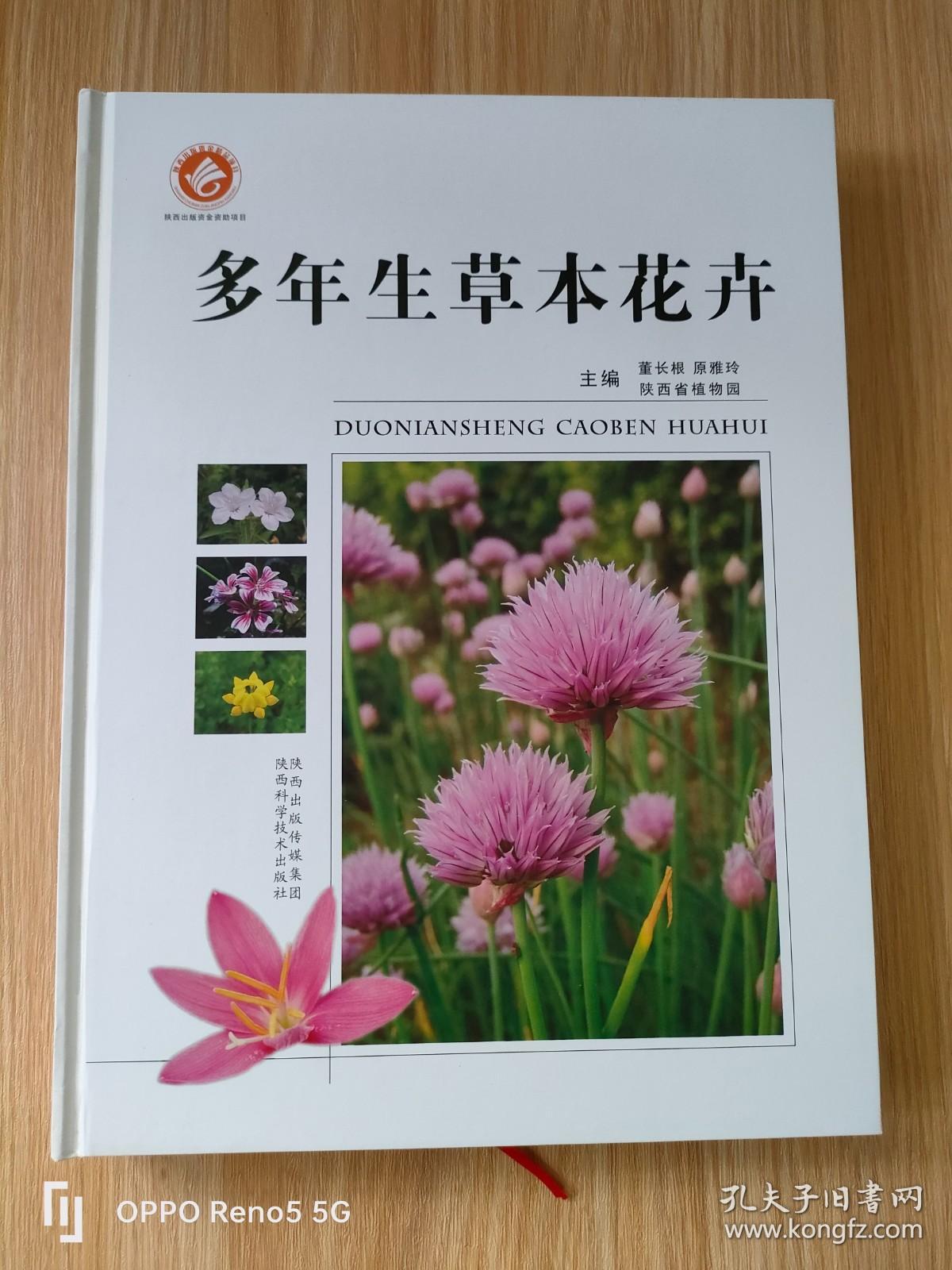 多年生草本花卉