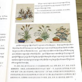 四部医典药物唐卡图解 （汉文藏文） 西藏人民出版社