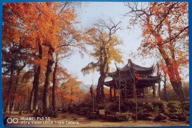 极限片素材系列明信片—天平古枫树