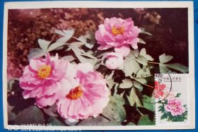 牡丹花2极限片明信片