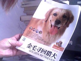 金毛寻回猎犬