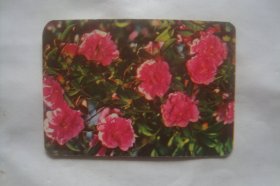 花卉        1975       年历卡1张