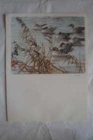 芦雁        (中国画 )      版画   宣传画