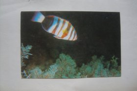 海底观鱼          明信片 1张      中英日文版