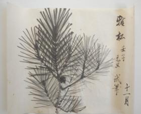 日本回流   《雅松画稿》（手绘）纸本软片