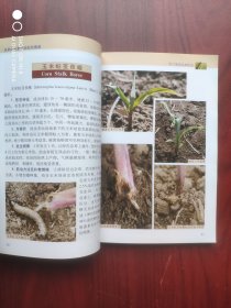 玉米病虫害防治彩色图谱，玉米，病虫害，图谱