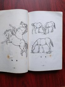 马的参考资料，美术，绘画，马