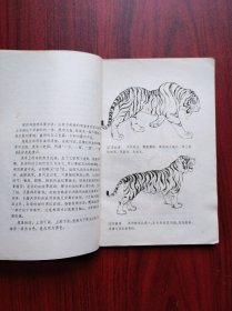 画虎技法资料，美术，绘画，虎