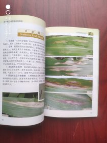玉米病虫害防治彩色图谱，玉米，病虫害，图谱