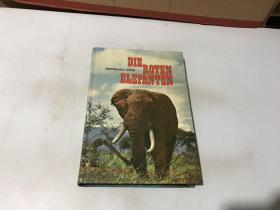 eberhard hiob die roten elefanten