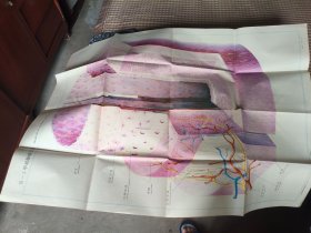 教学挂图：中动脉模式图