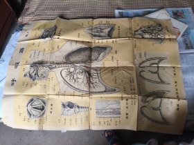 教学挂图：呼吸器