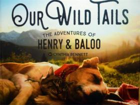 英文原版      Our Wild Tails: The Adventures of Henry and Baloo           我们的野尾巴：亨利和巴鲁历险记