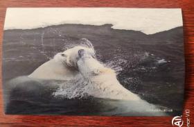 明信片 好利来15周年敬献 好利来总裁罗红摄于北极