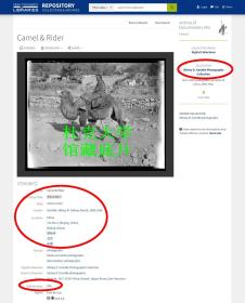 西德尼∙D∙甘博拍摄1918-1919年北京门头沟潭拓寺骆驼和骑手老照片。10.6X8.1厘米，泛银。 来自甘博的朋友, 沪江大学教授普天德博士（Dr.Gordon Poteat ）收藏。