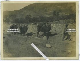 西德尼∙D∙甘博拍摄1918-1919年北京骆驼运输队和把式老照片。10.7X8.1厘米，泛银。 来自甘博的朋友, 沪江大学教授普天德博士（Dr.Gordon Poteat ）收藏。